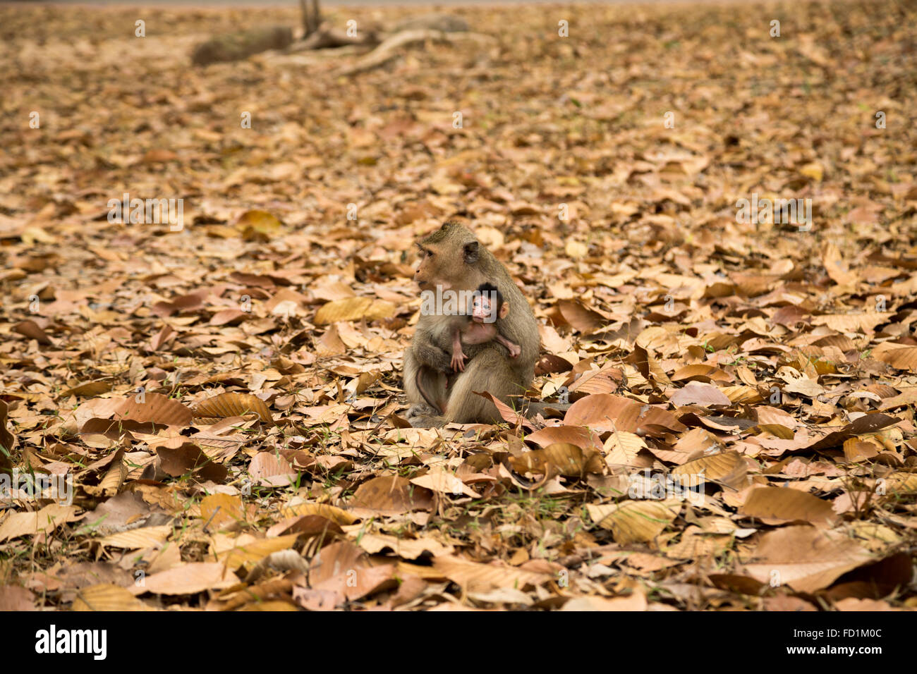 Scimmia con baby monkey Foto Stock