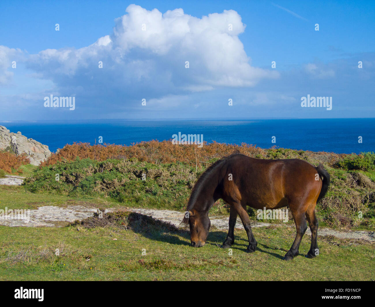 Pony pascolo a Treryn Dinas Iron Age Fort Hill, Nr Treen, Cornwall, Inghilterra, Regno Unito in estate Foto Stock