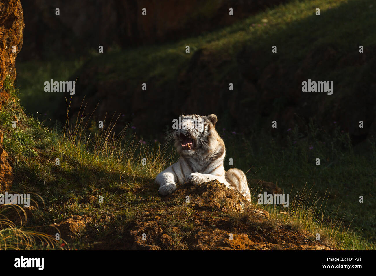 Una tigre bianca (Panthera tigris tigris) di appoggio in Cabarceno Natura Park Cantabria, Spagna. Foto Stock
