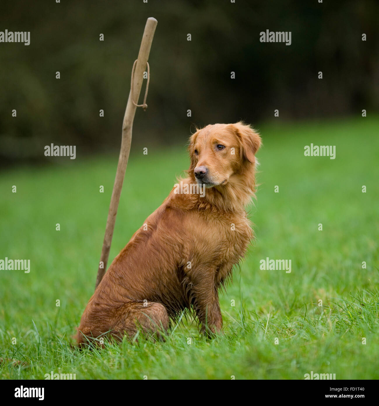 Il golden retriever su un piolo Foto Stock