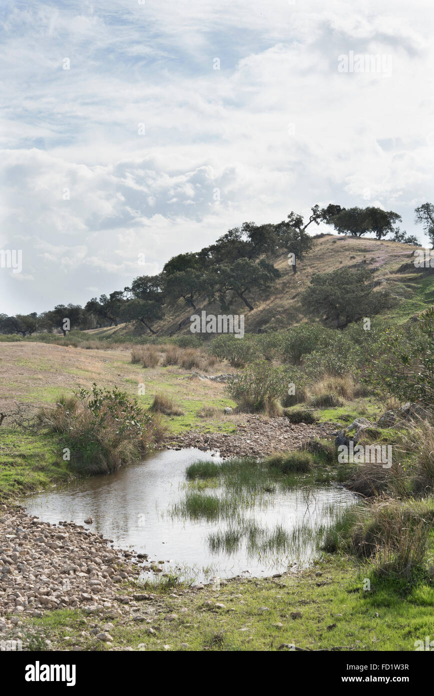 Dehesa paesaggio e flora, Safara, Portogallo. Ottobre. Foto Stock