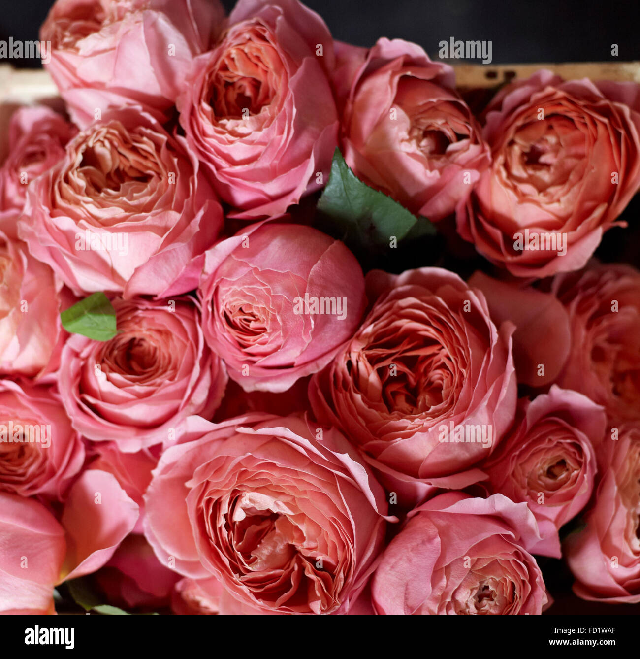 Rosa bouquet di rose Foto Stock