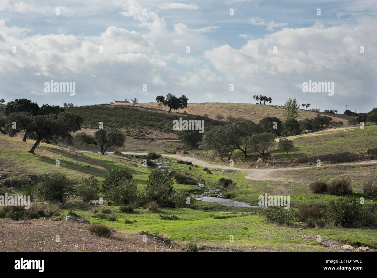 Dehesa paesaggio e flora, Safara, Portogallo. Ottobre. Foto Stock