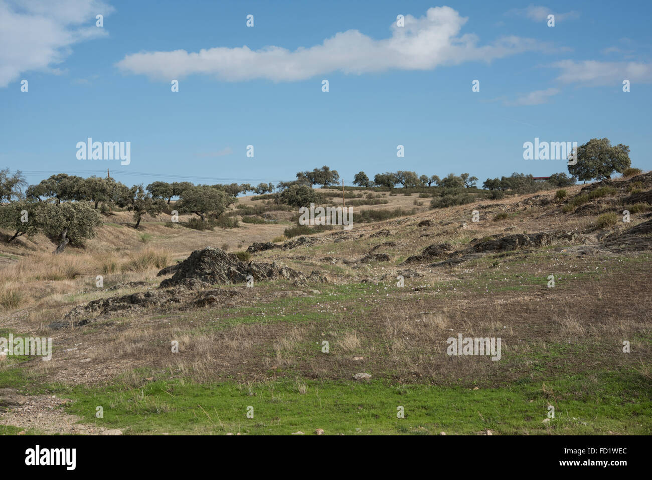Dehesa paesaggio e flora, Safara, Portogallo. Ottobre. Foto Stock