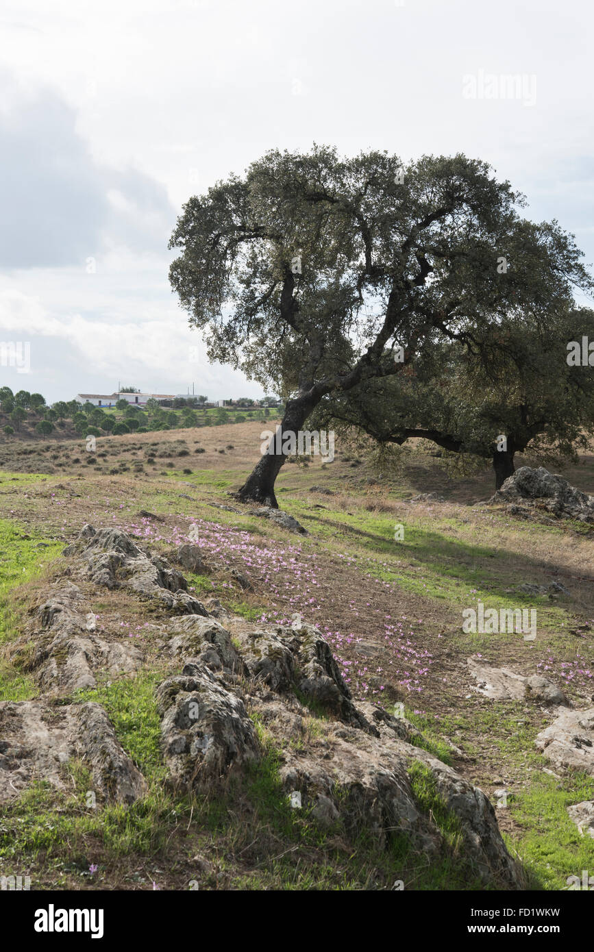 Dehesa paesaggio e flora, Safara, Portogallo. Ottobre. Foto Stock