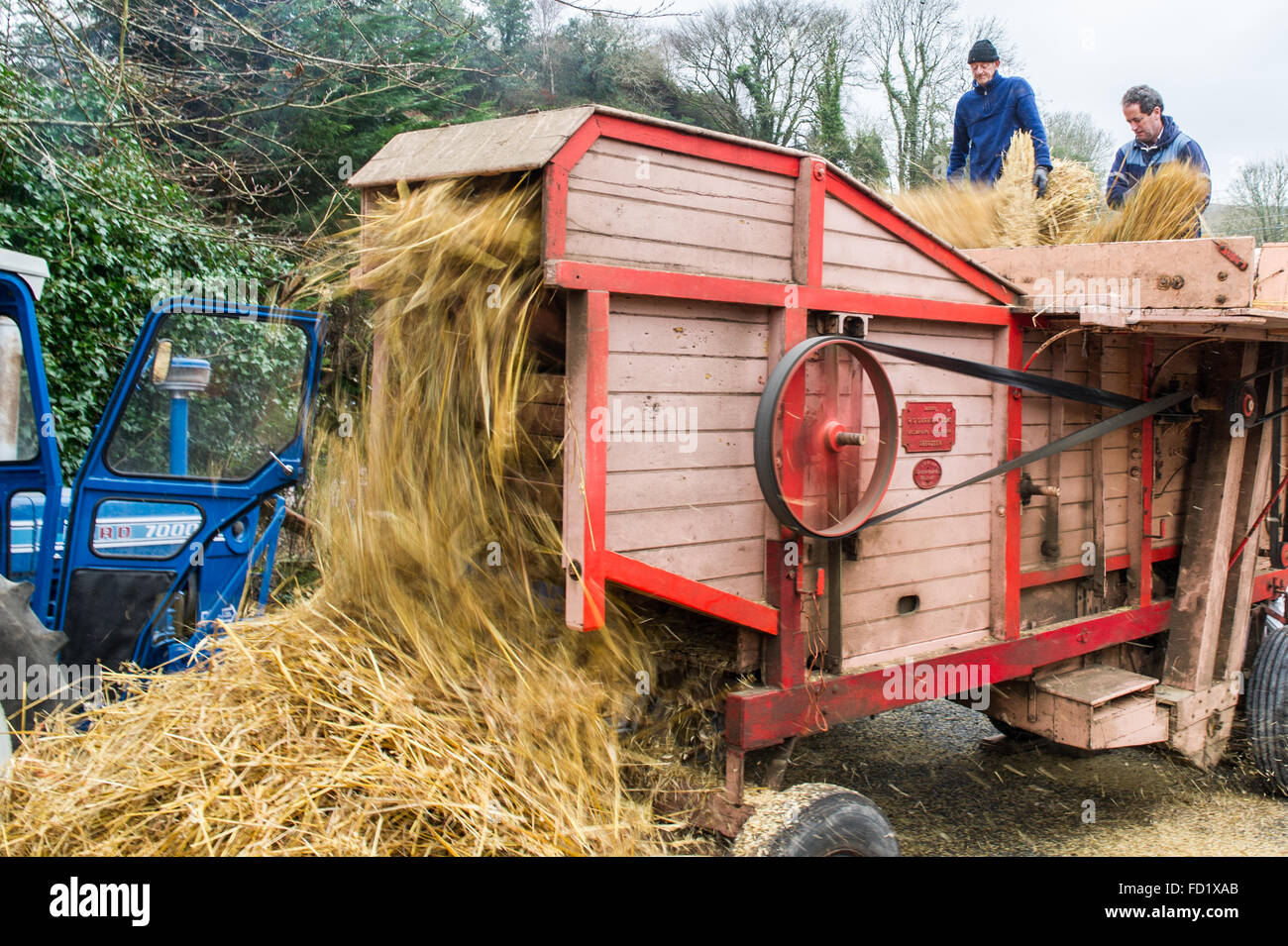 La paglia si riversa fuori un classico Garvie trebbiatrice durante un vintage dimostrazione di trebbiatura in West Cork, Irlanda. Foto Stock