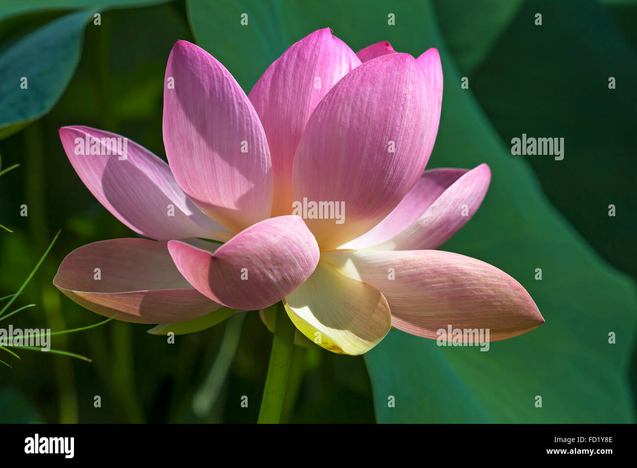 Indian lotus anche sacro lotus o fagiolo di India (Nelumbo nucifera) Foto Stock