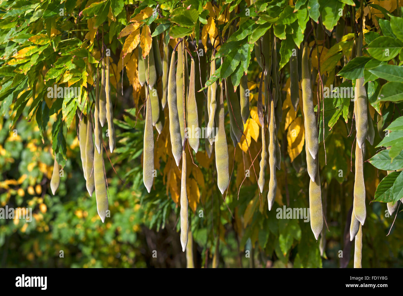 Il glicine giapponese (Wisteria floribunda) seedpods, Baviera, Germania Foto Stock