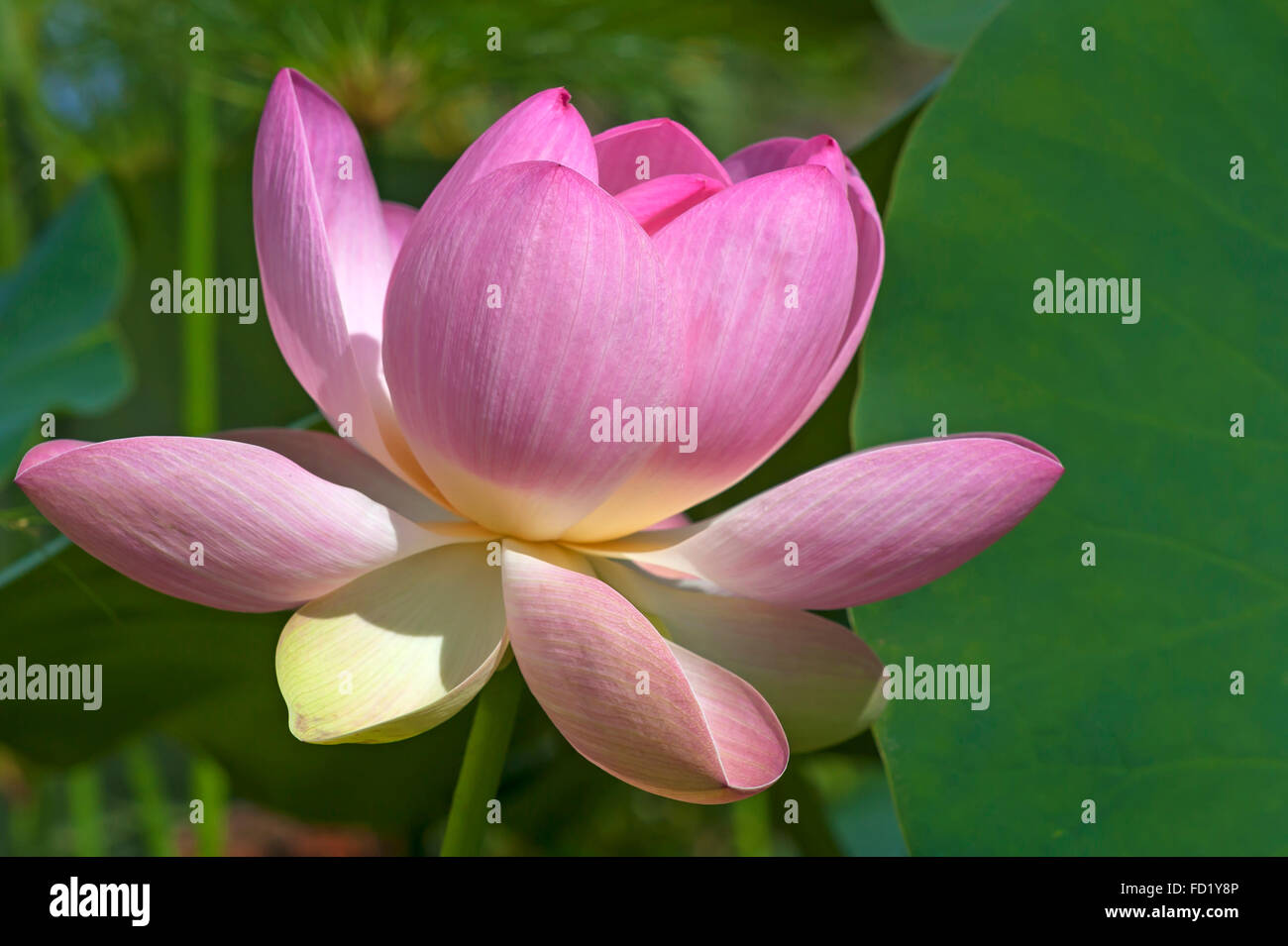 Indian lotus anche sacro lotus o fagiolo di India (Nelumbo nucifera) Foto Stock