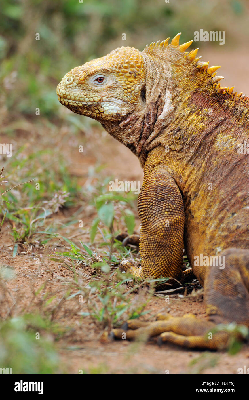 La Terra Galapagos Iguana (Conolophus subcristatus), Baltra, Galapagos, Ecuador. Foto Stock