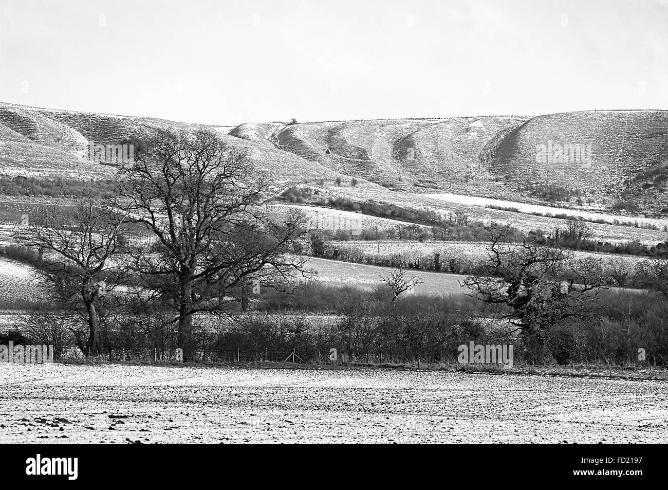 Monocromatico paesaggio invernale sulla North Wessex Downs vicino a Devizes WILTSHIRE REGNO UNITO Foto Stock