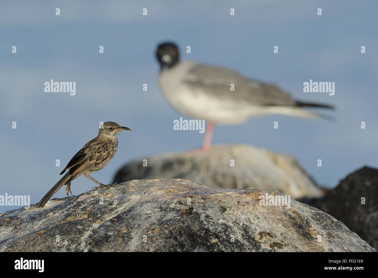 Il cofano/ Espaniola Mockingbird (Nesomimus macdonaldi) con Swallowtailed Gabbiano (Creagrus furcatus) in background, Punta Suarez, Foto Stock