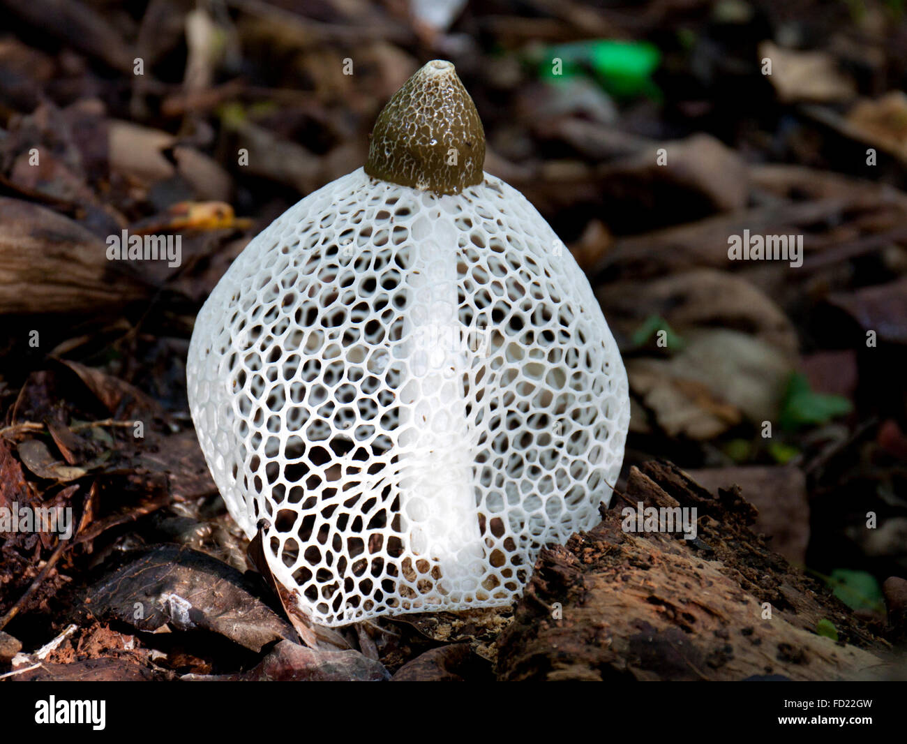 Phallus indusiatus o velata fungo Foto Stock