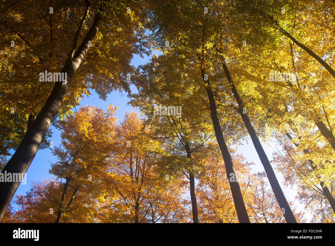 L'Europa, in Germania, in Renania settentrionale-Vestfalia, autunno in una foresta all'Ruhrhoehenweg nel Ardey montagne vicino a Herdecke Foto Stock