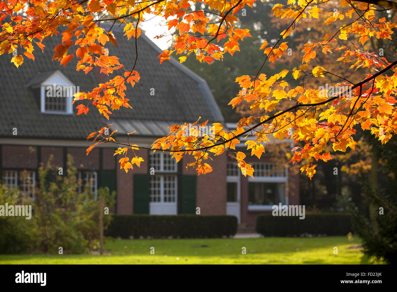 L'Europa, in Germania, in Renania settentrionale-Vestfalia, Regione del Basso Reno, Acero Rosso (Acer rubrum) in autunno in un giardino vicino a Wesel. Foto Stock
