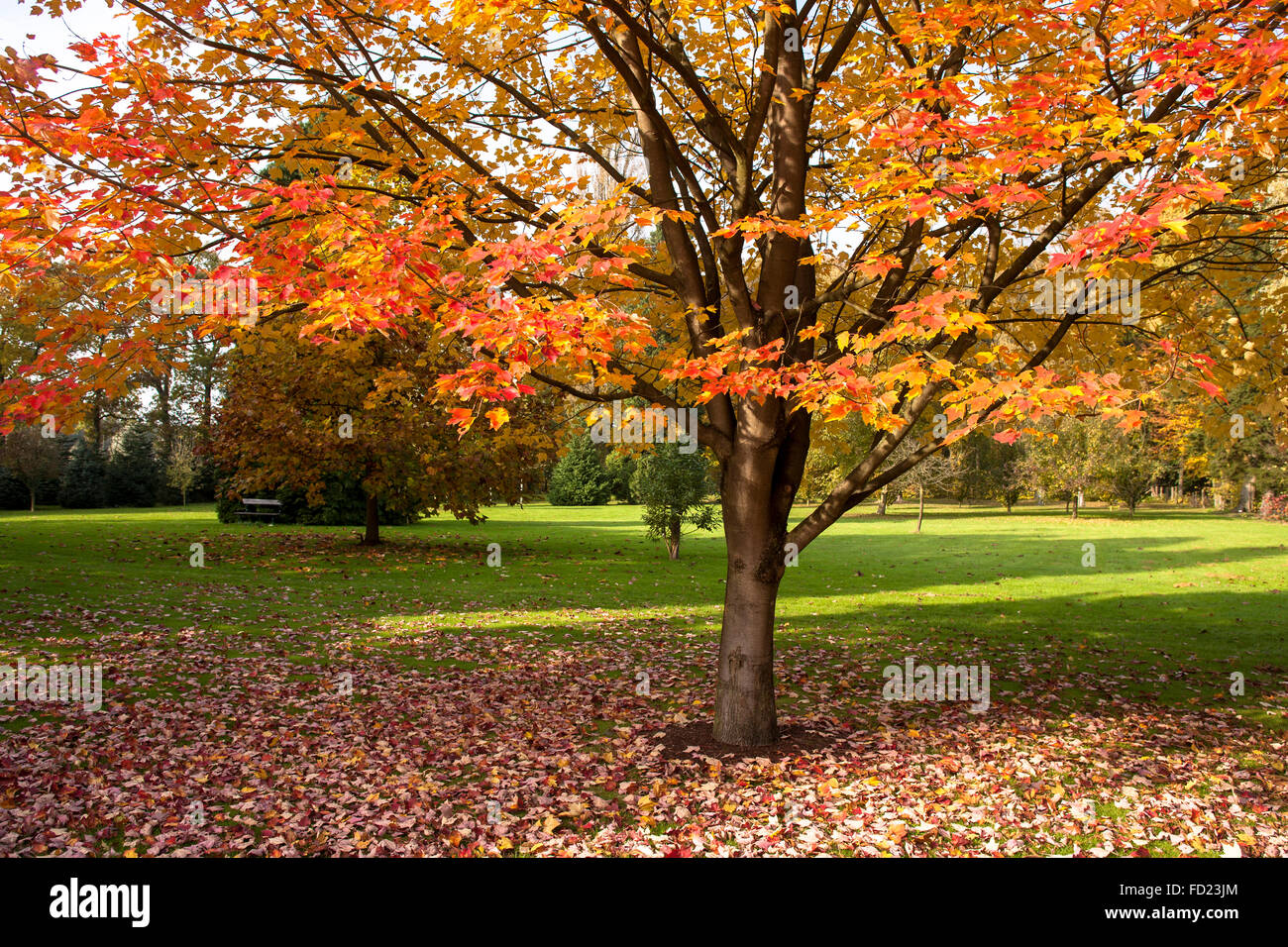 L'Europa, in Germania, in Renania settentrionale-Vestfalia, Regione del Basso Reno, Acero Rosso (Acer rubrum) in autunno in un giardino vicino a Wesel. Foto Stock