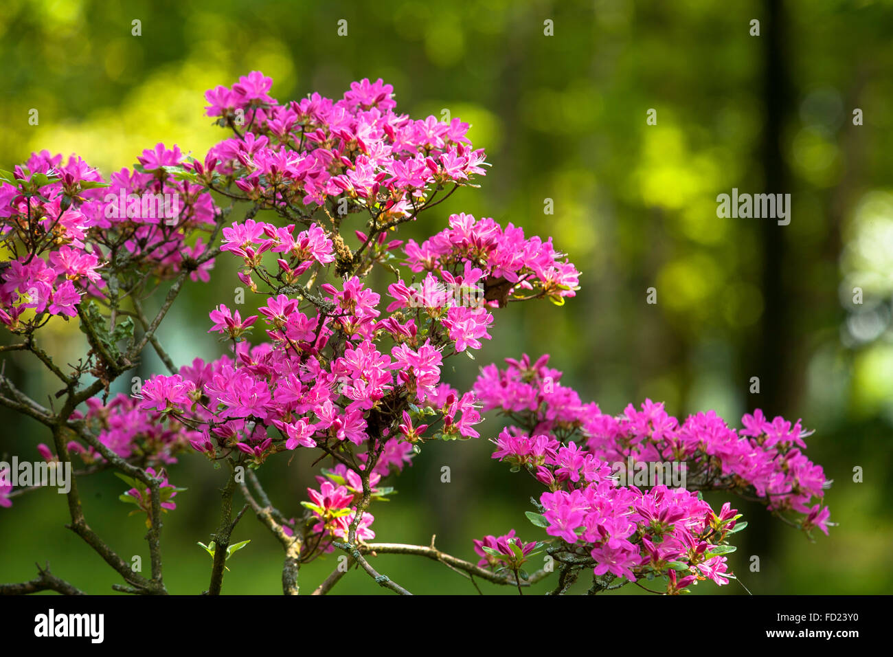 L'Europa, in Germania, in Renania settentrionale-Vestfalia, Regione del Basso Reno, azalea (lat. Rhododendron indicum). Foto Stock