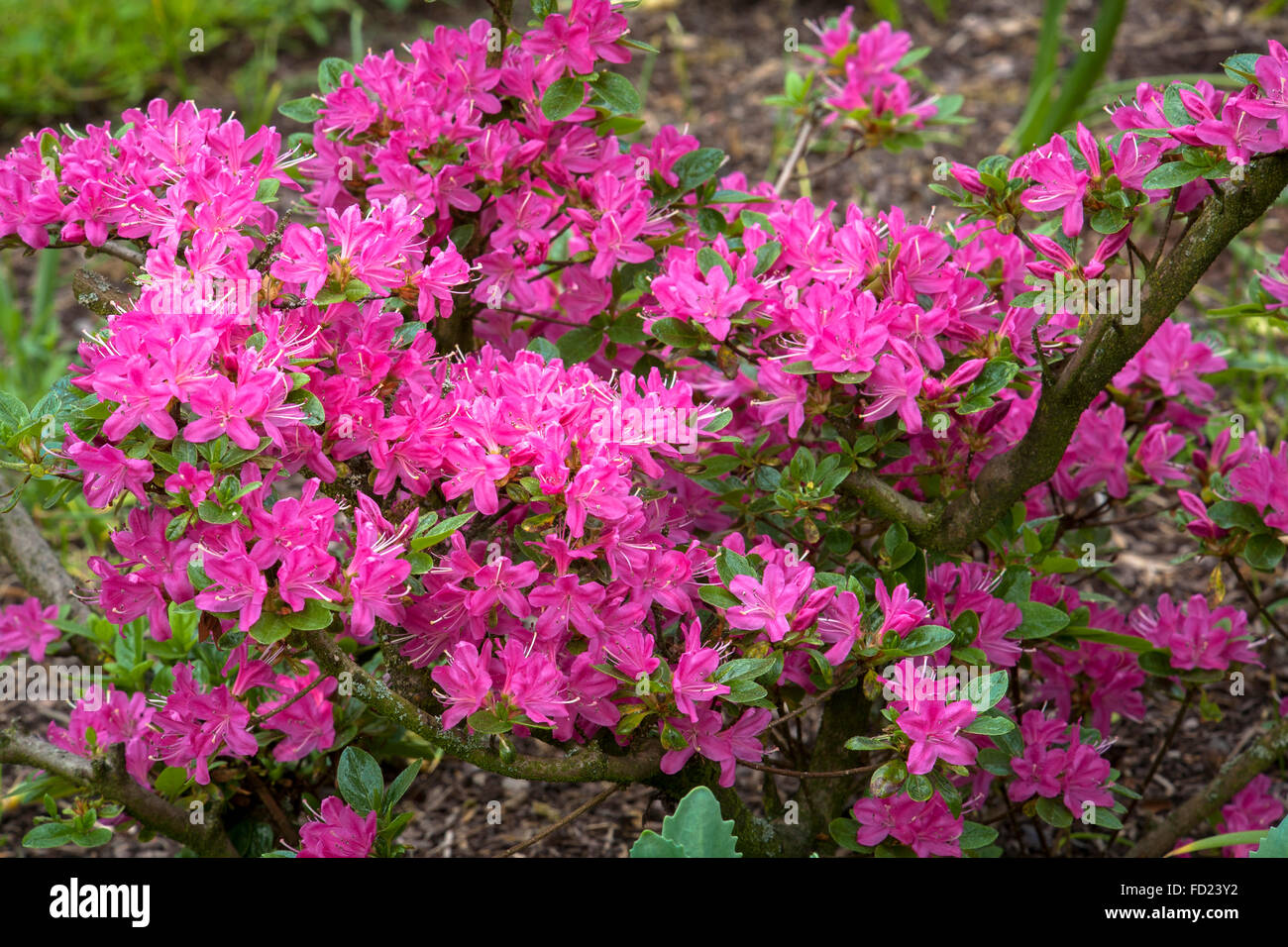 L'Europa, in Germania, in Renania settentrionale-Vestfalia, Regione del Basso Reno, azalea (lat. Rhododendron indicum). Foto Stock