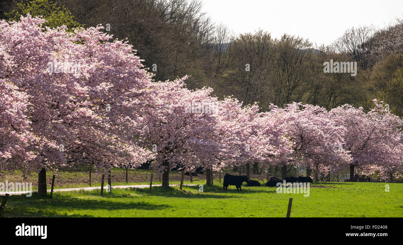 L'Europa, in Germania, in Renania settentrionale-Vestfalia, abloom ciliegi giapponesi, (lat. Prunus serrulata) vicino Sprockhoevel. Foto Stock