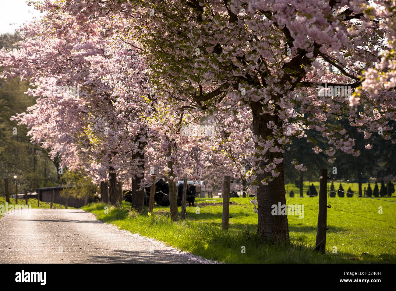 L'Europa, in Germania, in Renania settentrionale-Vestfalia, abloom ciliegi giapponesi, (lat. Prunus serrulata) vicino Sprockhoevel. Foto Stock