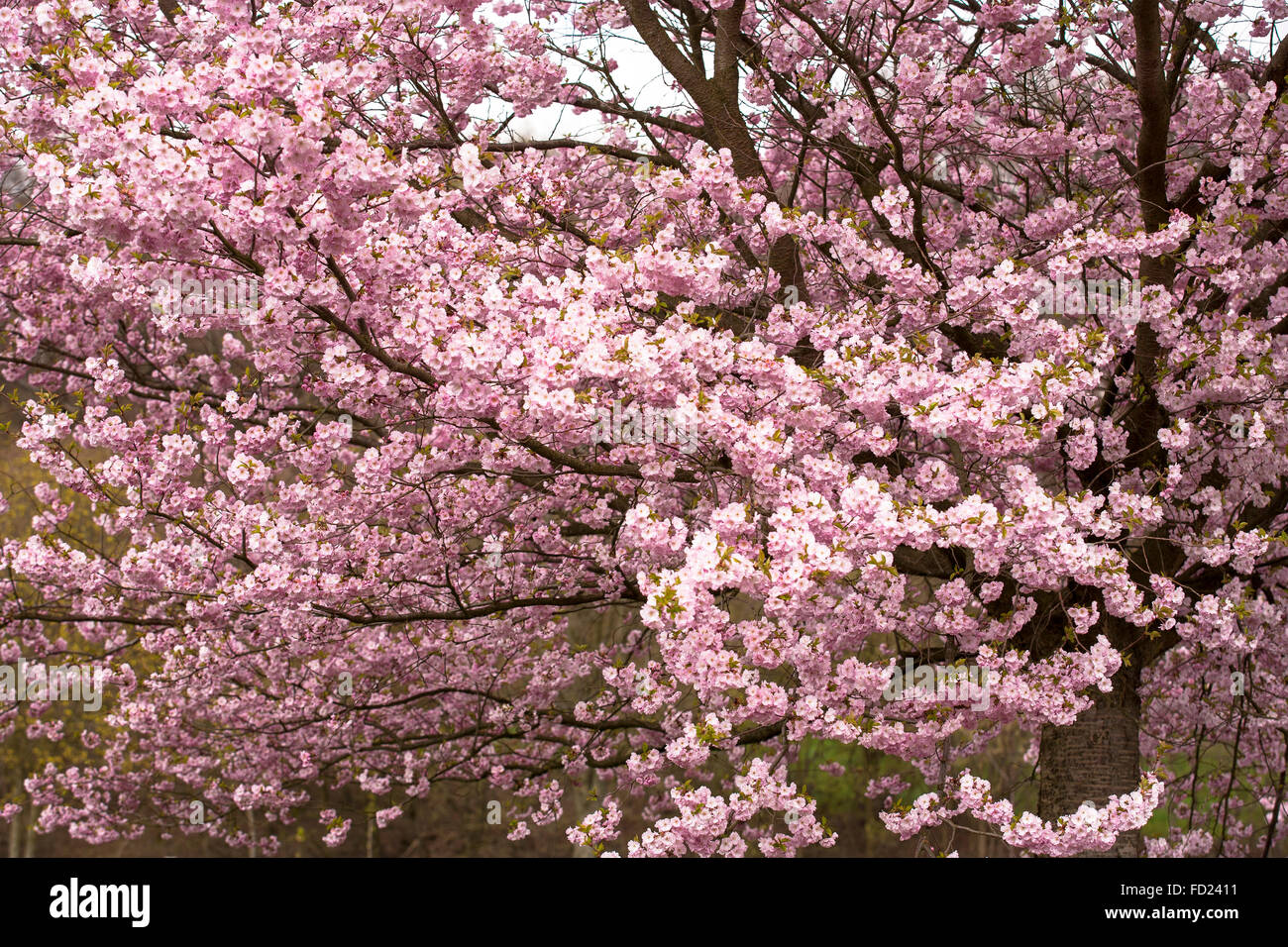 L'Europa, in Germania, in Renania settentrionale-Vestfalia, abloom ciliegi giapponesi, (lat. Prunus serrulata) vicino Sprockhoevel. Foto Stock