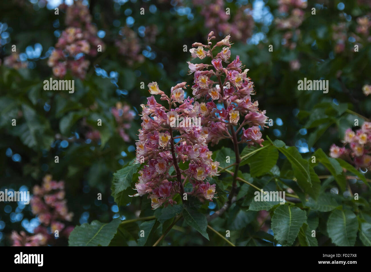 La succursale con red chestnut blossom close up, Sofia, Bulgaria Foto Stock