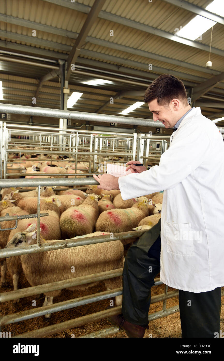 Un banditore lavora con il bestiame, Cumbria Regno Unito Foto Stock