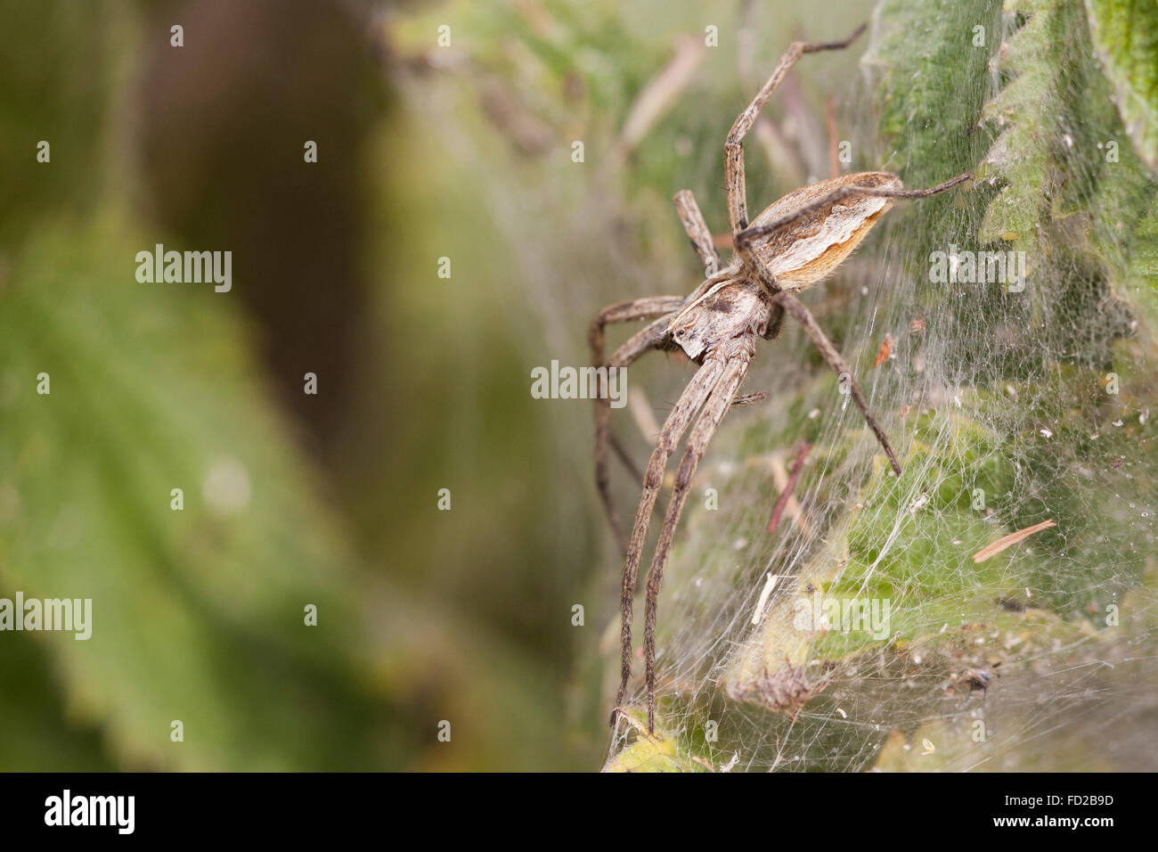 Una femmina di vivaio spider Web custodendo il suo spiderlings nel suo nido. Foto Stock