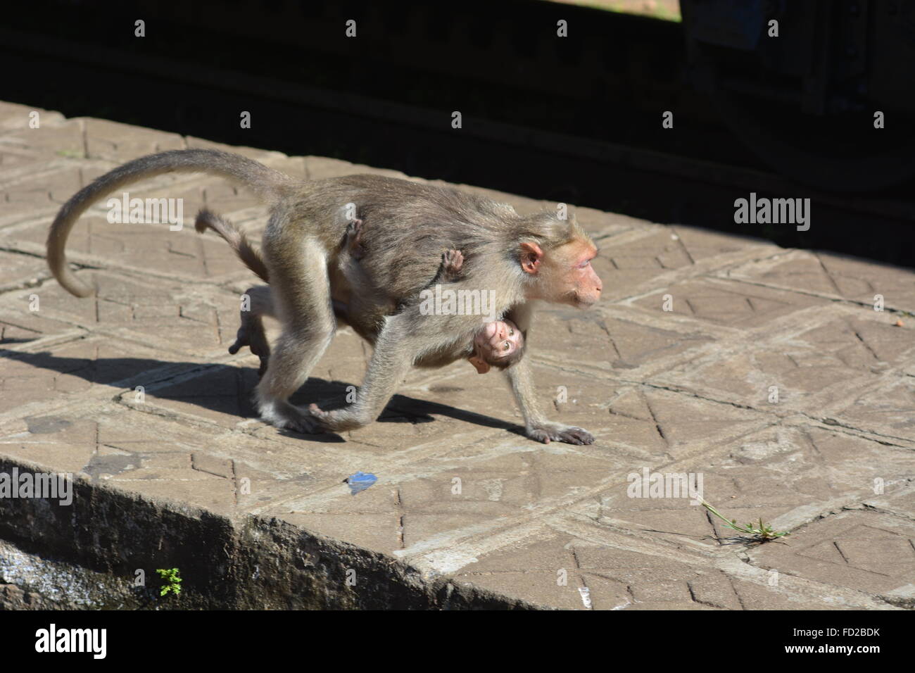 Nilgri montagne, India - 29 Ottobre 2015 - Due monkey delousing reciprocamente in prossimità di binari ferroviari Nilgri montagne, India Foto Stock