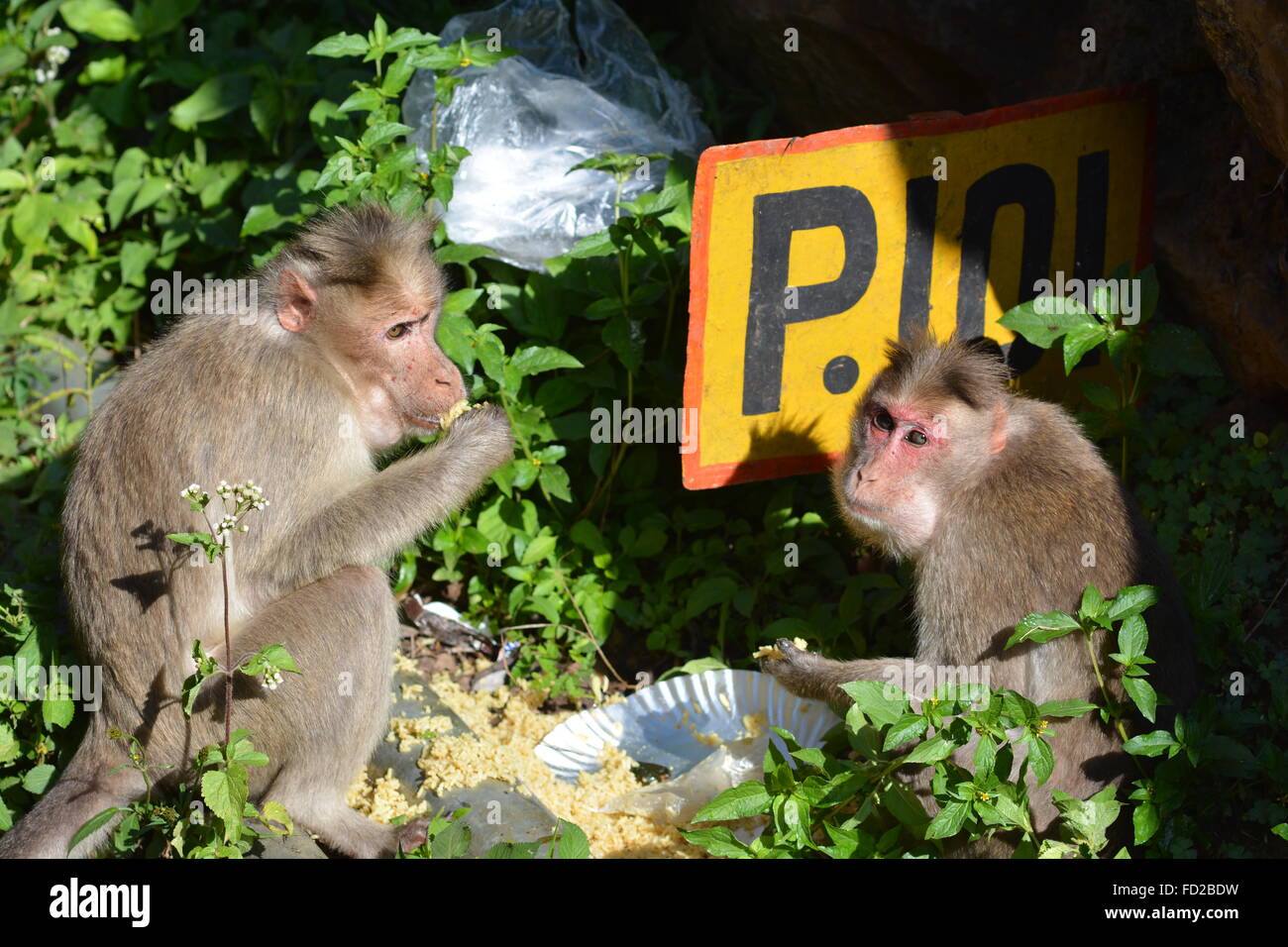 Nilgri montagne, India - 29 Ottobre 2015 - Due monkey mangiare i rifiuti nei pressi di binari ferroviari Nilgri montagne, India Foto Stock