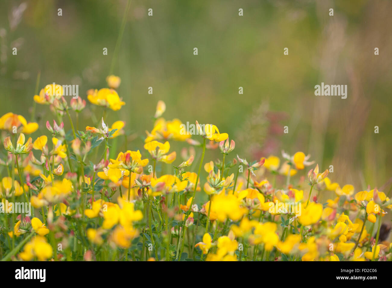 Il luminoso giallo dei fiori di uccello-Trifoglio del piede. Foto Stock