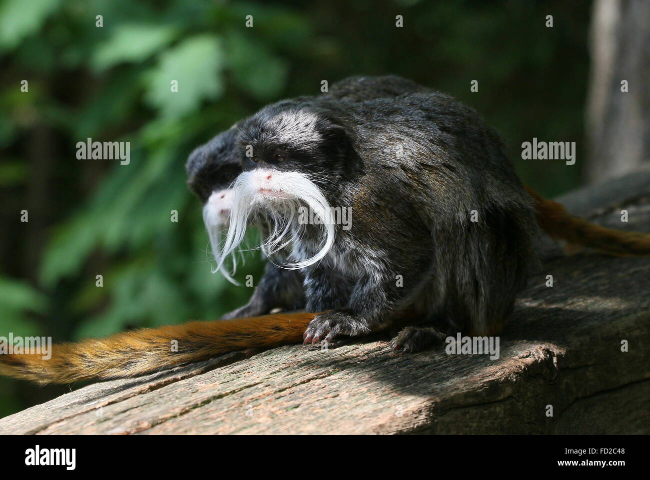 Coppia di South American imperatore tamarin scimmie (Saguinus imperator) a.k.a. Brockway scimmie Foto Stock