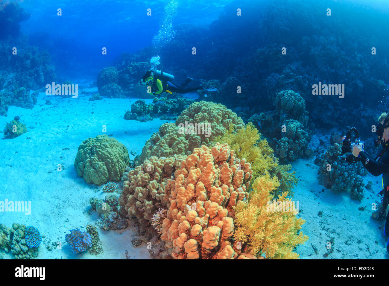 Avventura, aqua, blu, corallo, profondità di immersione, subacqueo, hobby, la vita, l'oceano, rosso, scuba, mare, sport, stile, nuoto sott'acqua, acqua Foto Stock