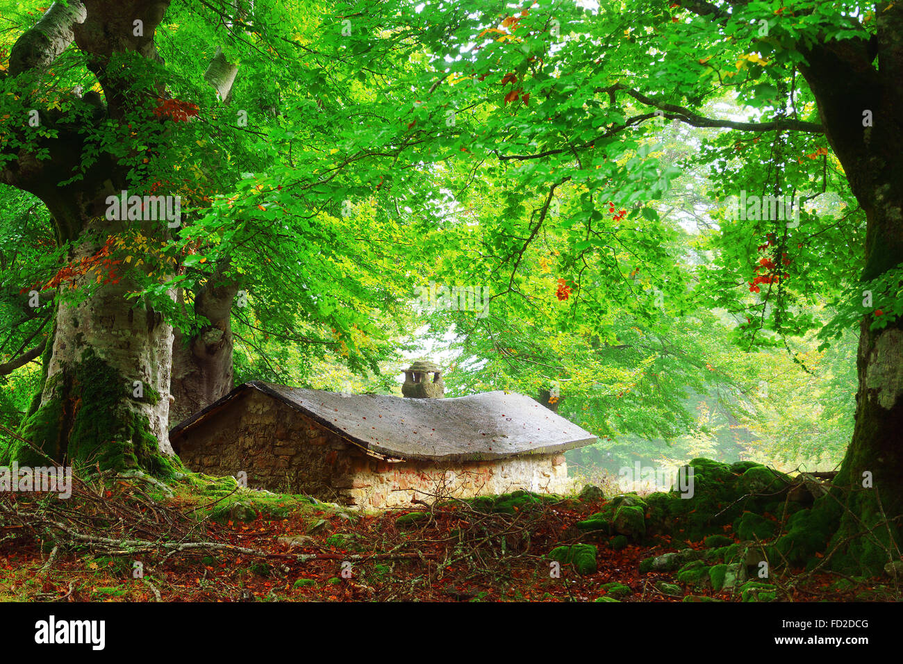 Casa nel bosco in primavera Foto Stock