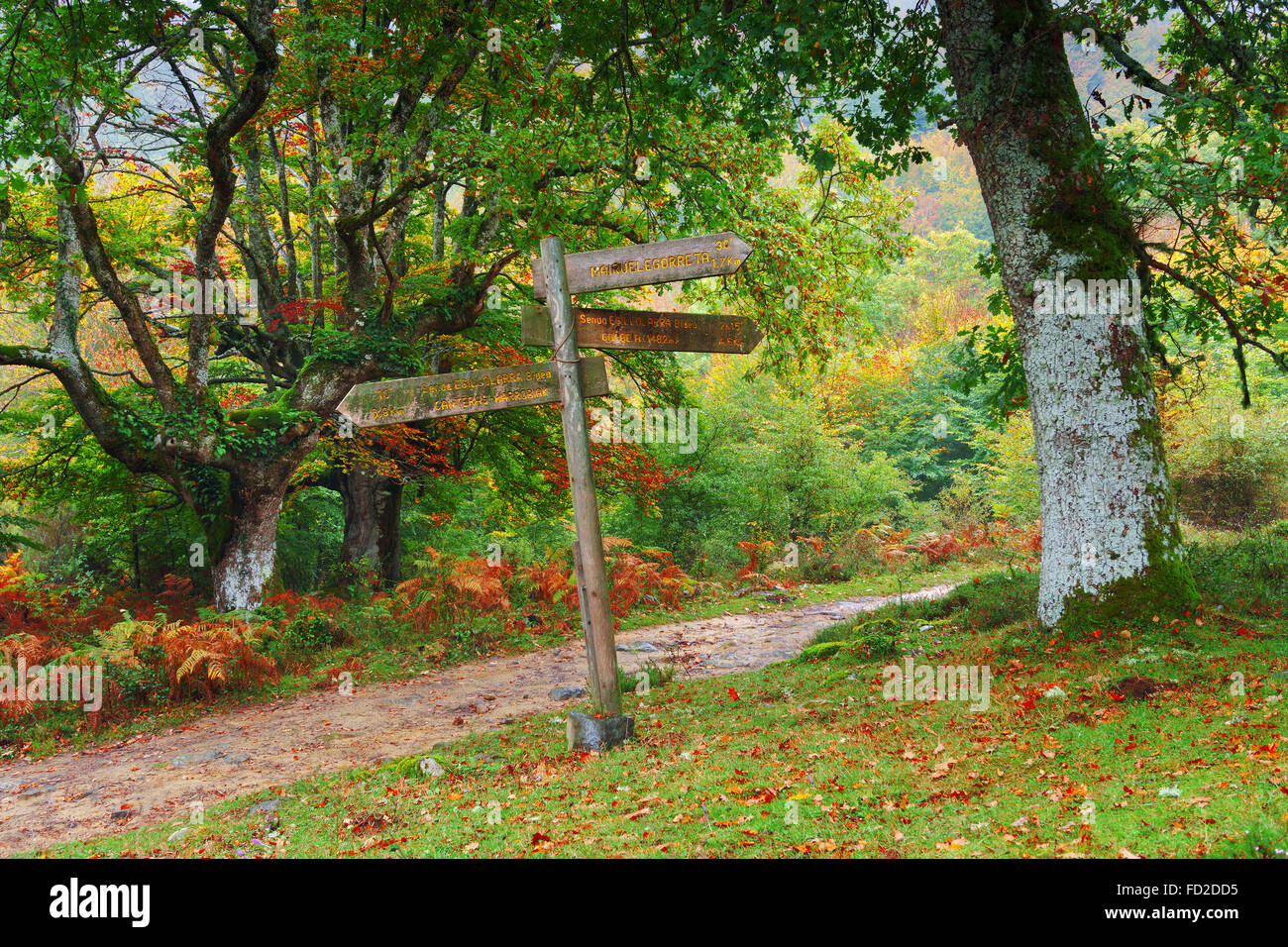 Cartello in legno della foresta Foto Stock