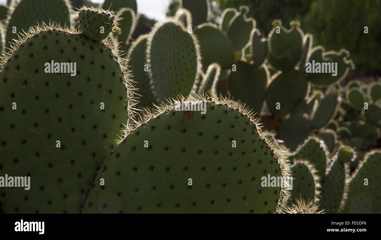 Un boschetto di Nopales o Napalitos cactacee; il ficodindia Cactus Foto Stock