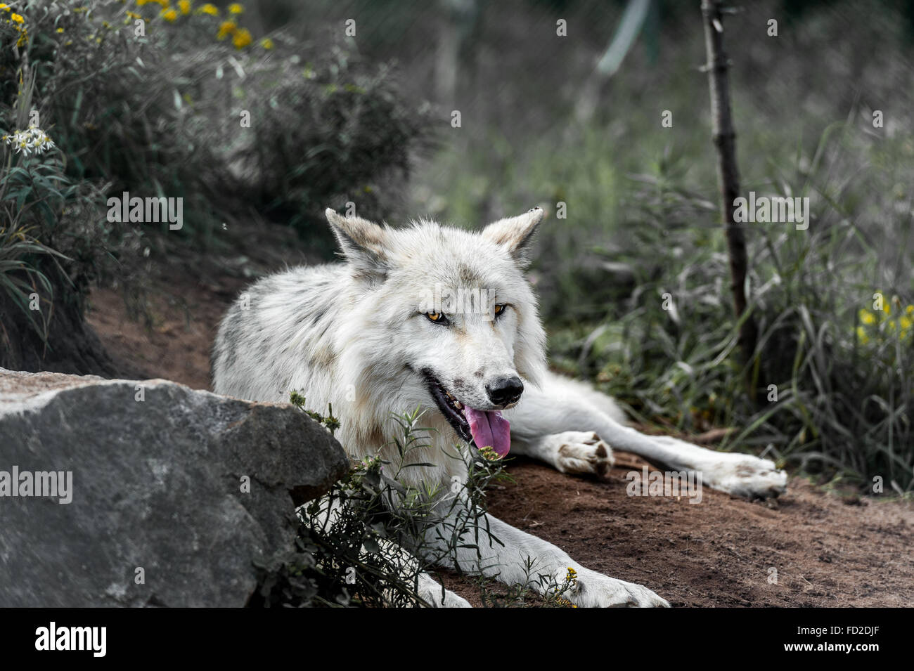 Wild lupo grigio in Quebec, Canada Foto Stock