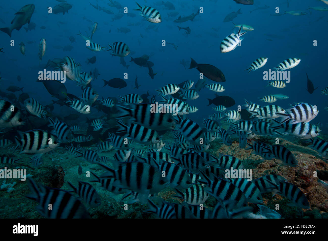 Scuola del sergente maggiore pesce presso il Bistro sito di immersione nelle isole Figi. Foto Stock