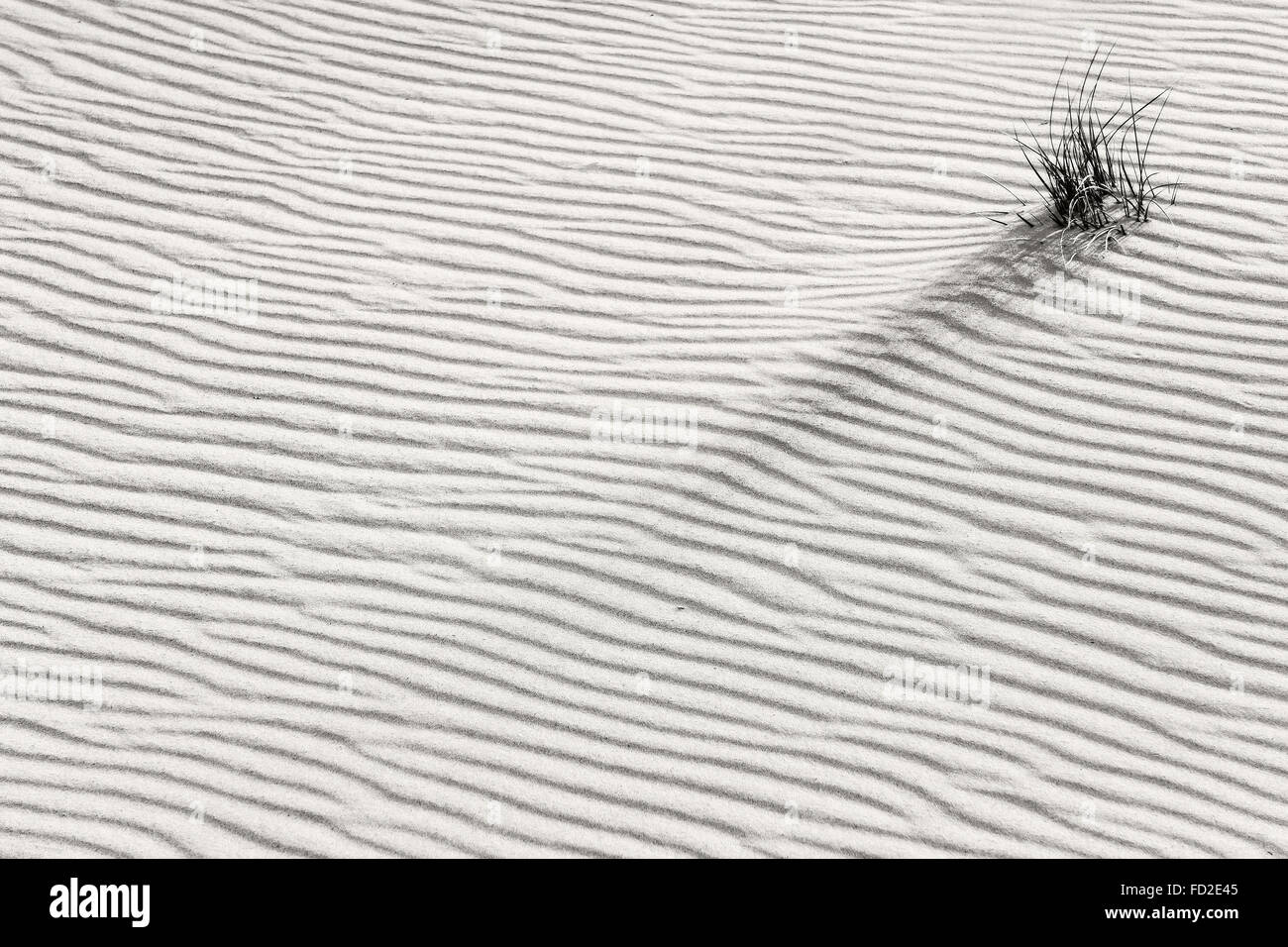 Impianto solitario nel deserto. Concetto di sopravvivenza Foto Stock