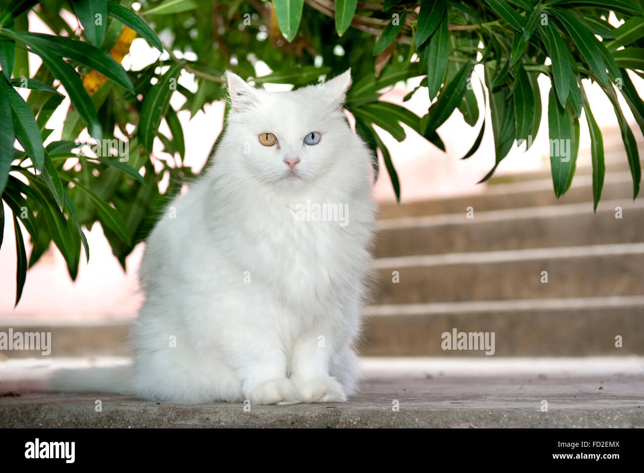 Gatto Bianco con differenti occhi colorati seduto fuori sotto le foglie di una pianta Foto Stock