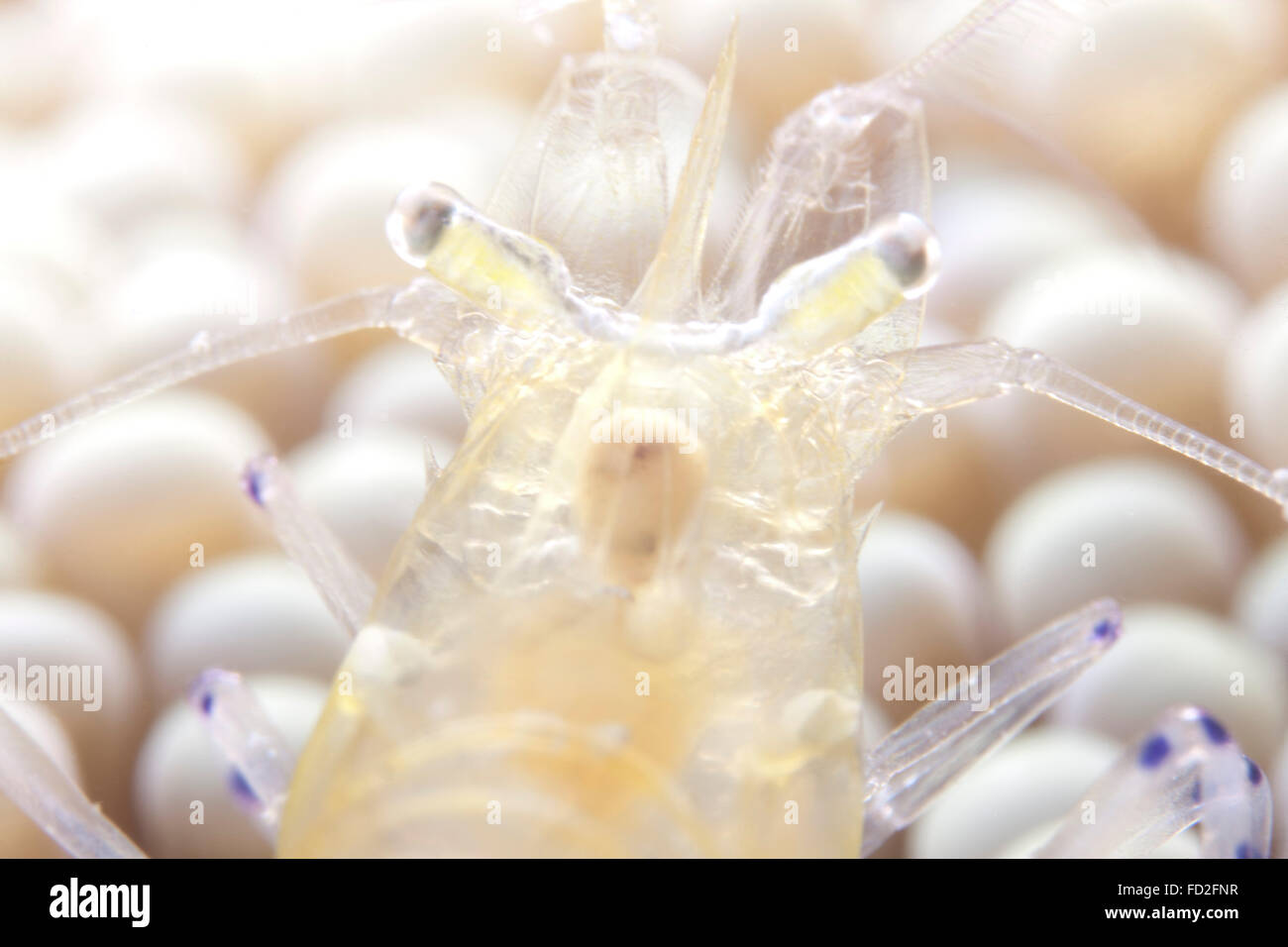 Close-up di un Popcorn shrmp (Periclimenes brevicarpalis) su un anemone su una scogliera Fijiano. Foto Stock