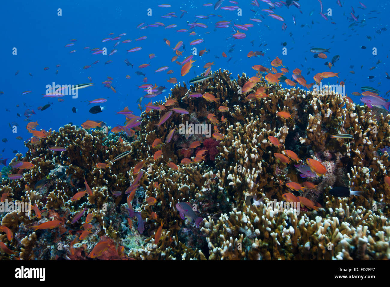 La scolarizzazione anthias pesci e coralli sani di Beqa Lagoon, Fiji. Foto Stock