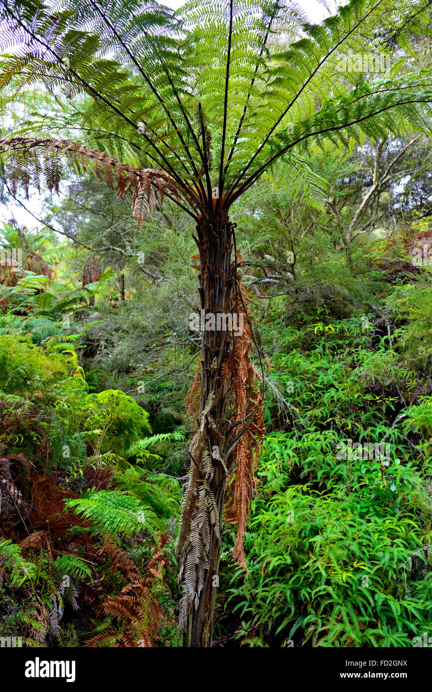 Struttura tipica di felci e bush sentieri della costa ovest di South Island, in Nuova Zelanda. La struttura ad albero fern è nota come "punga' o 'ponga in Nuova Zelanda. Foto Stock