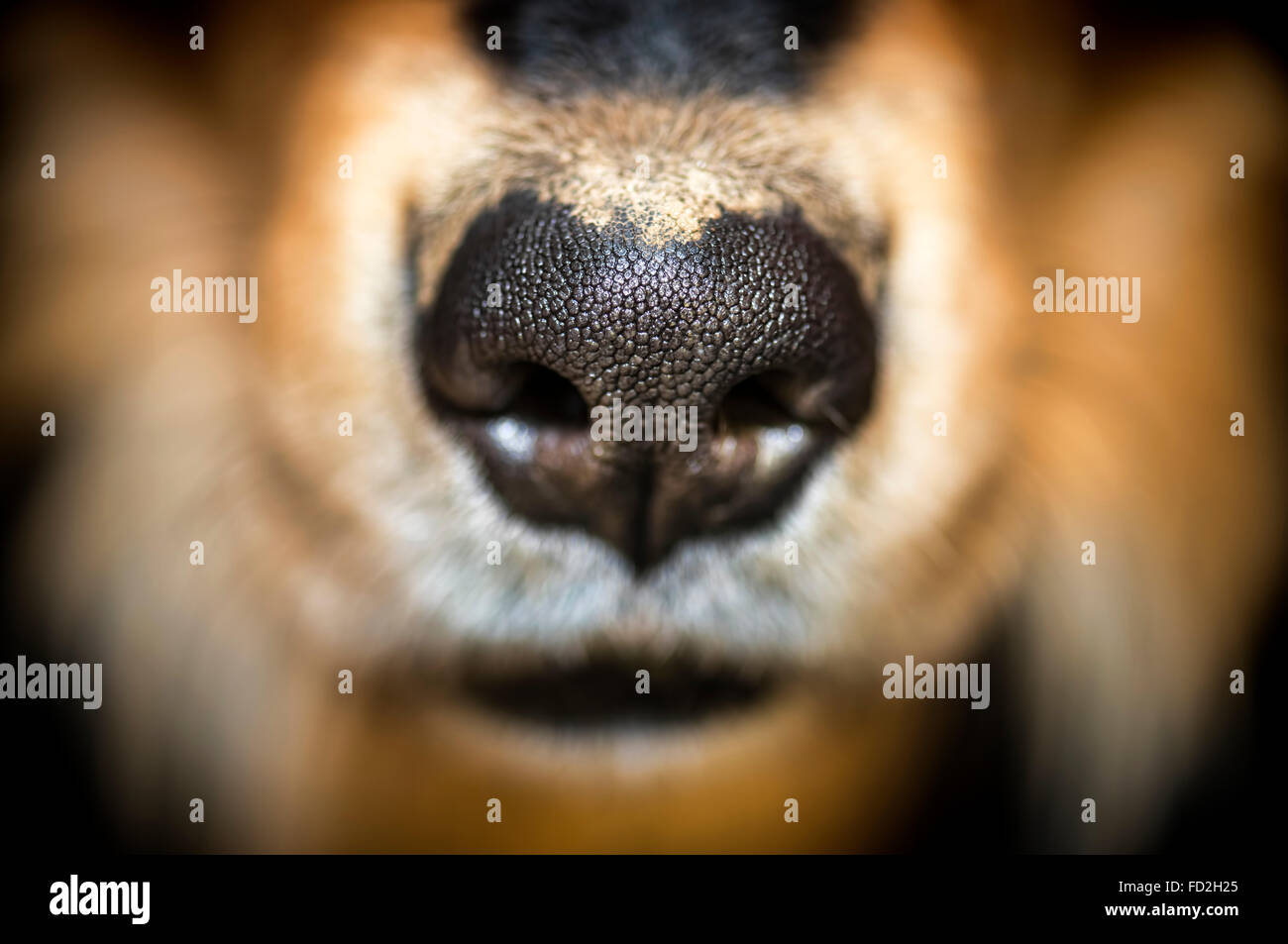 Naso di un collie retriever dog Foto Stock