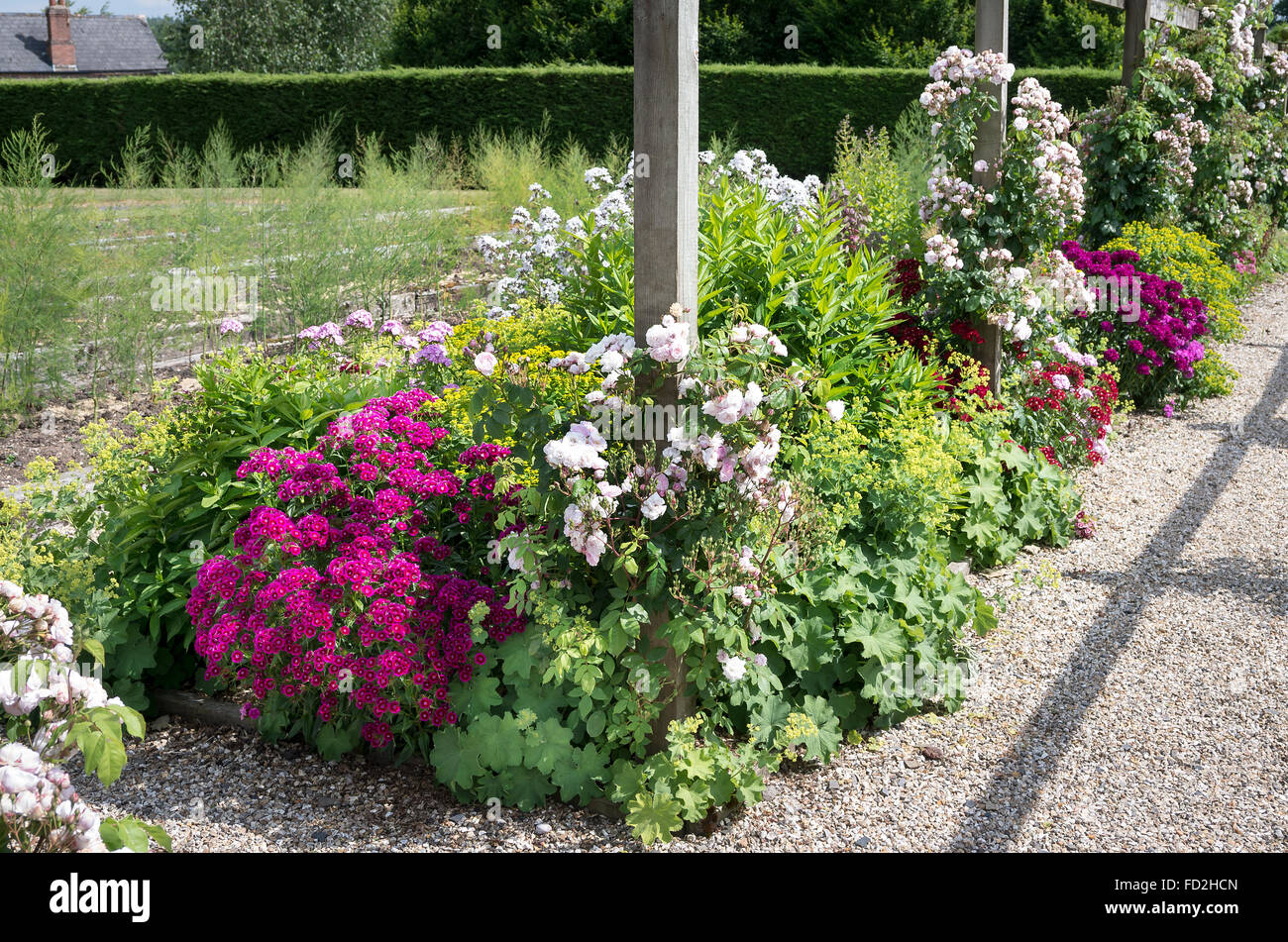 Fioritura mista confine erbaceo con rosa Blush Noisette Foto Stock