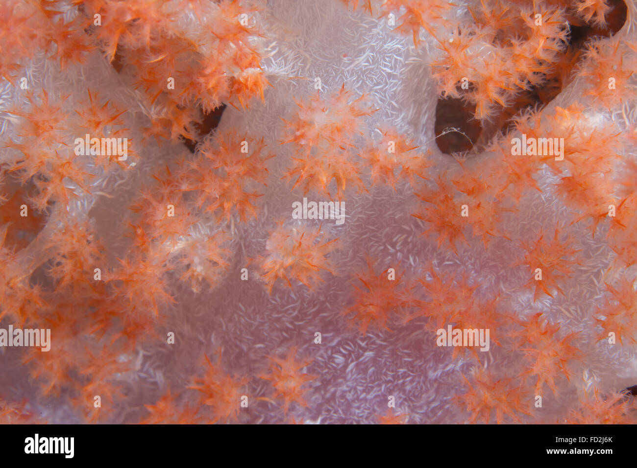 Arancio corallo (Dendronephthya) su una scogliera Fijiano. Foto Stock
