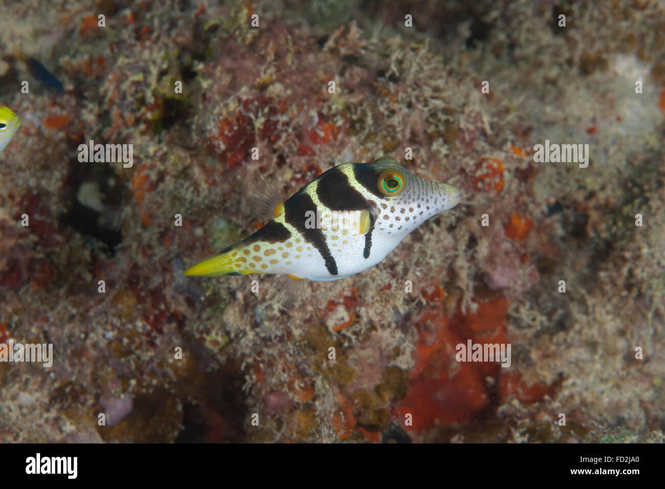 Mimic filefish (Paraluteres prionurus), Beqa Lagoon, Fiji. Foto Stock