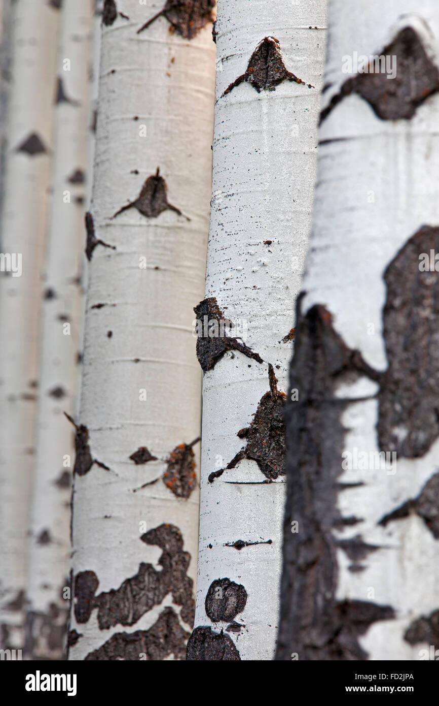 Vacilla aspen / tremore aspen (Populus tremuloides), dettaglio di tronchi di alberi in foresta, originaria del Nord America e Canada Foto Stock