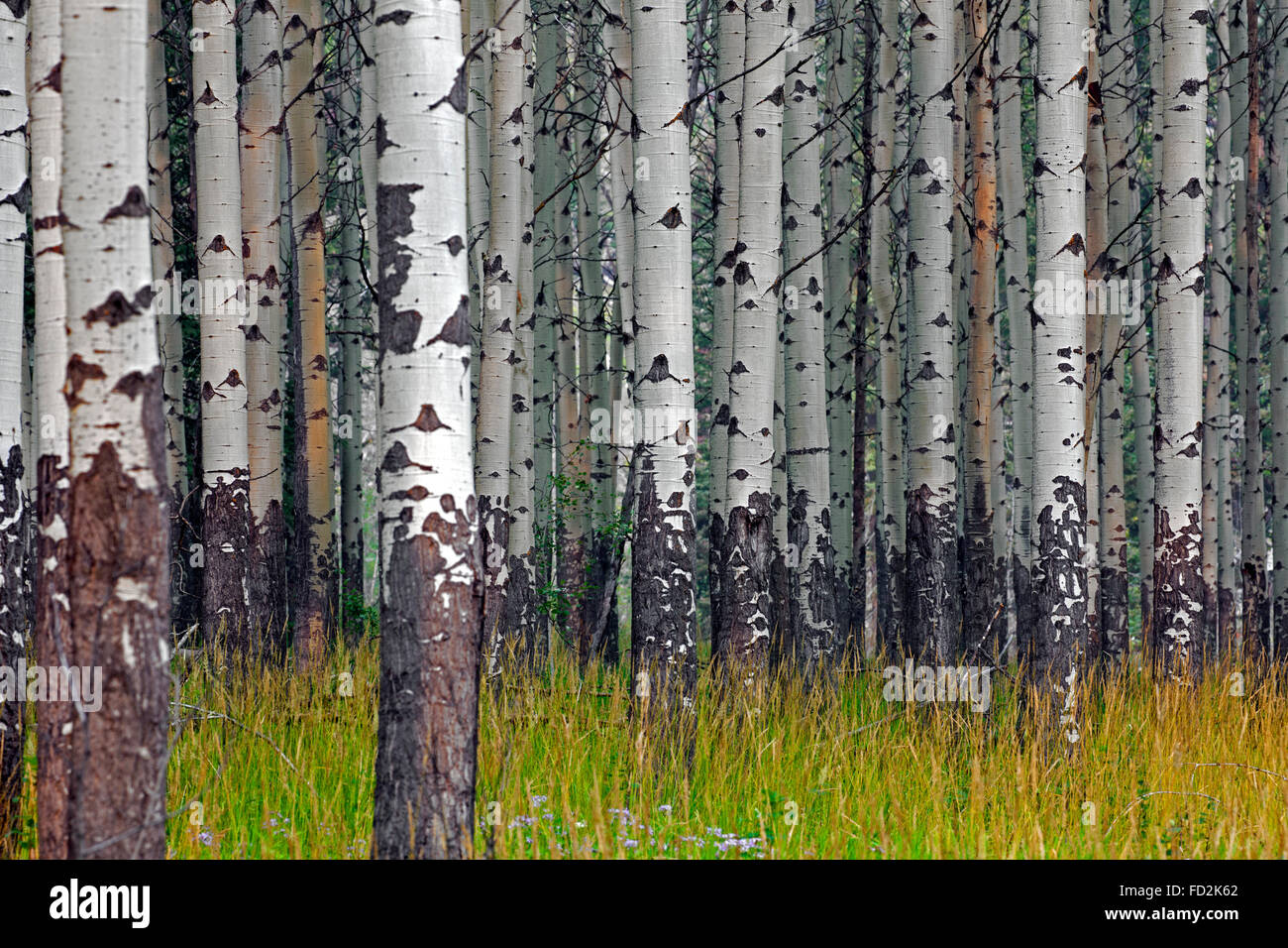Vacilla aspen / tremore aspen (Populus tremuloides), dettaglio di tronchi di alberi in foresta, originaria del Nord America e Canada Foto Stock