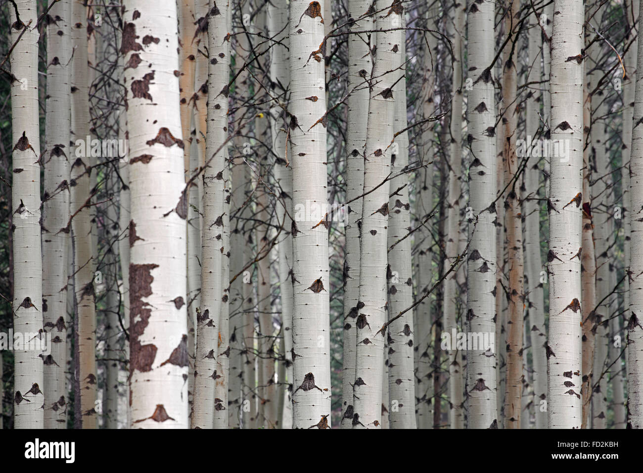 Vacilla aspen / tremore aspen (Populus tremuloides), dettaglio di tronchi di alberi in foresta, originaria del Nord America e Canada Foto Stock